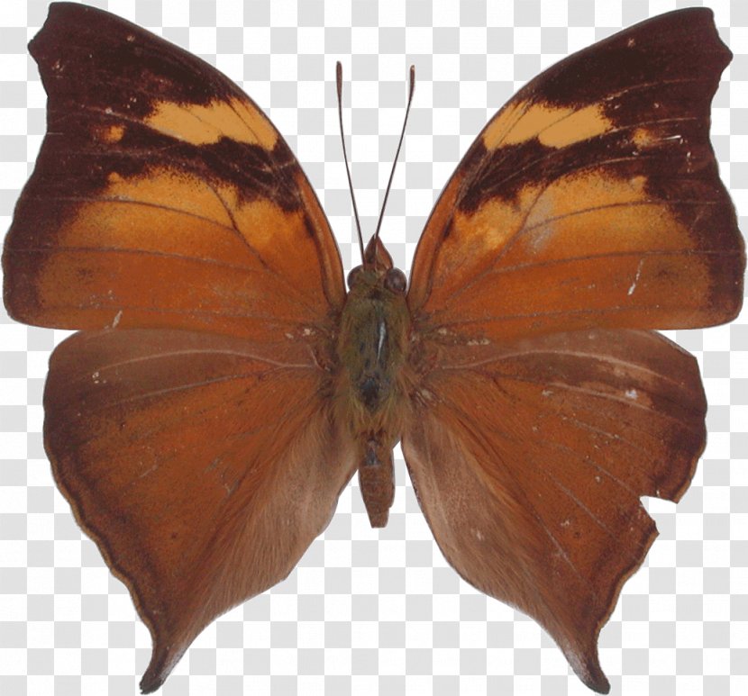Butterfly Pieridae Orange Oakleaf Gossamer-winged Butterflies Moth - Doleschallia Bisaltide Transparent PNG