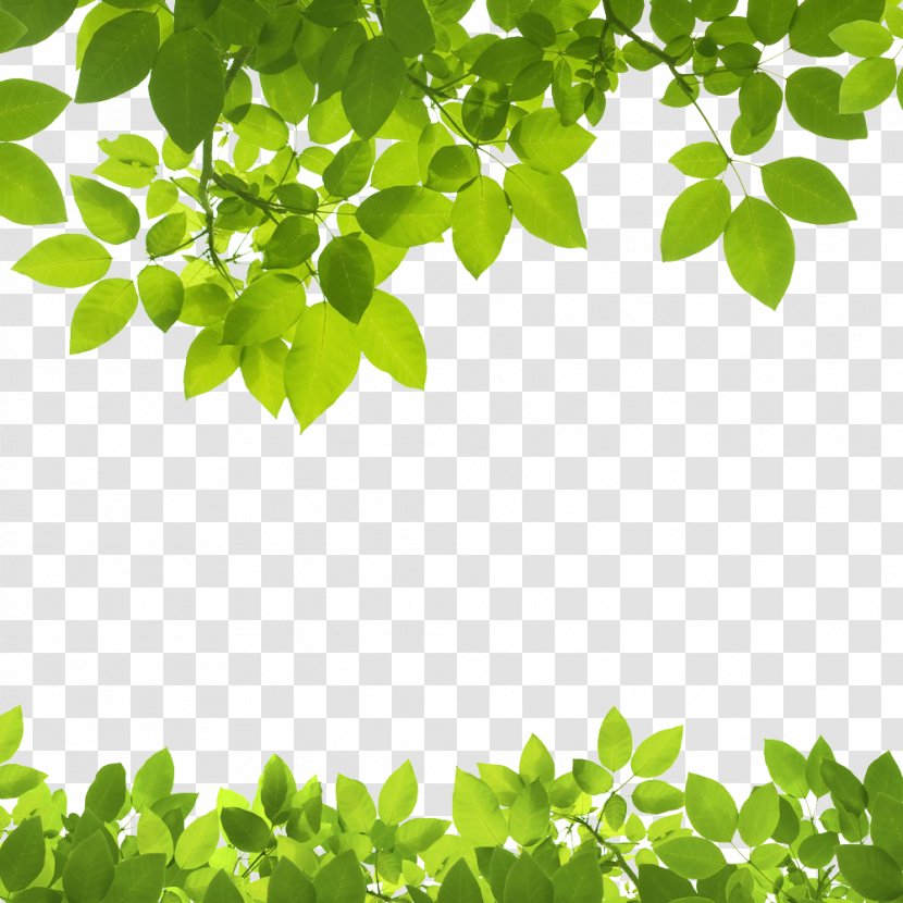 Leaf Green Stock Photography Clip Art - Depositphotos - Texture Border Transparent PNG