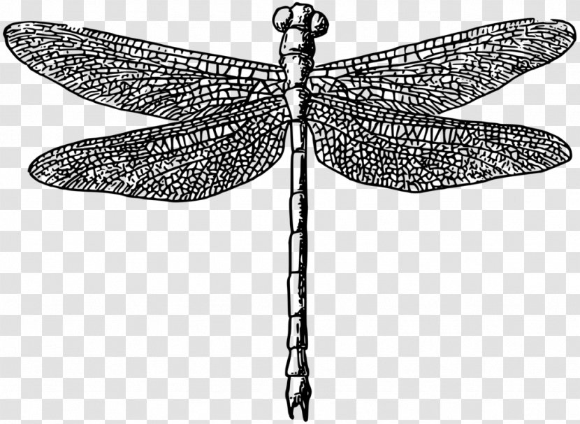 Dragonfly Insect Vector Graphics Clip Art - Invertebrate - Drawing Dragonflies Transparent PNG