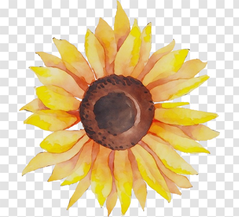 Sunflower - Watercolor - Seed Iris Transparent PNG