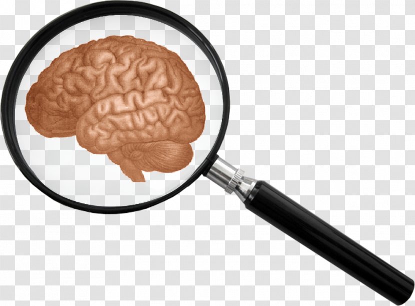 The Human Body: Brain Magnifying Glass Clip Art - Pictures Of Transparent PNG