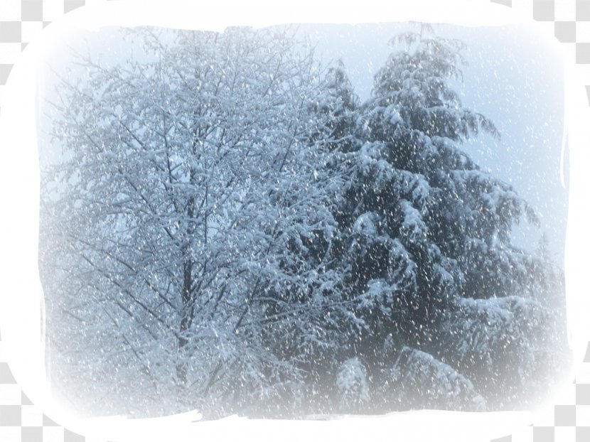Desktop Wallpaper Tree Computer White - Winter Storm Transparent PNG