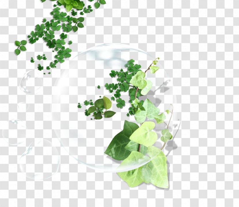 Leaf Green Clover - Designer - Drops Transparent PNG