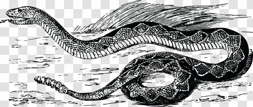 Rattlesnake Vipers Clip Art - Snake Transparent PNG