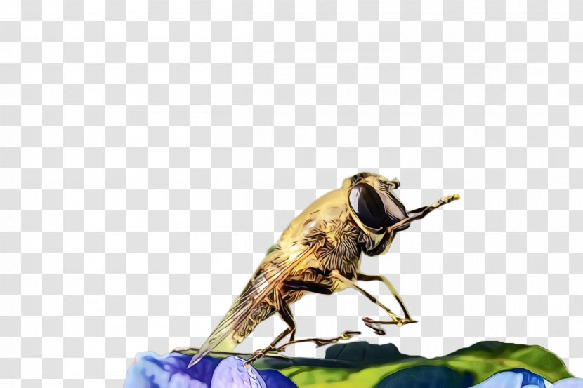 Insect Pest Fly House Locust - Blowflies Horse Flies Transparent PNG