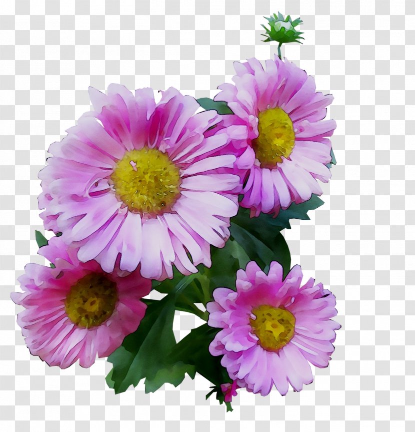 Garden Cosmos Chrysanthemum Marguerite Daisy Transvaal Cut Flowers - Alpine Aster - Artificial Flower Transparent PNG