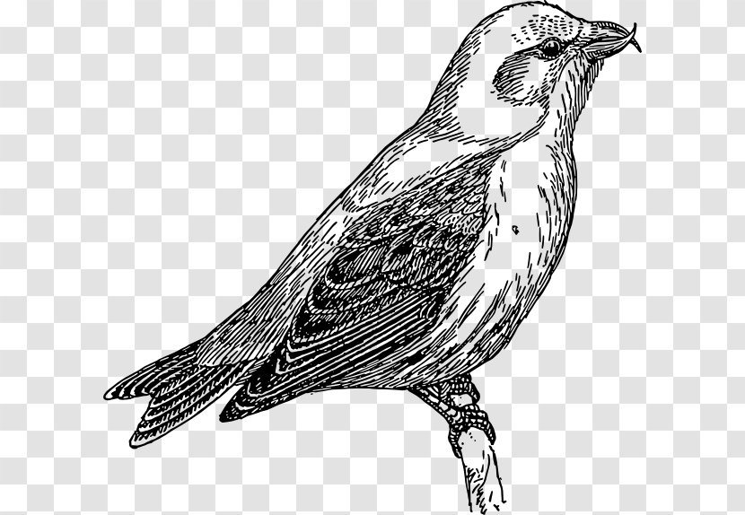 Common Cuckoo Clip Art - Falcon Transparent PNG