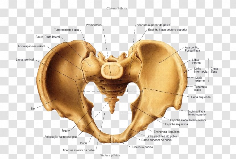 Pelvis Anatomy Hip Bone Vertebral Column - Tree - Anatomia Humana Transparent PNG