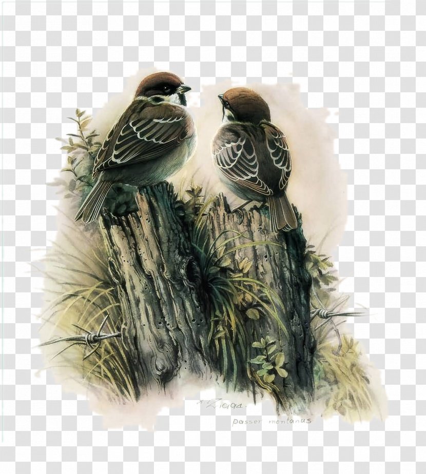 Bird Watercolor Painting Decoupage Chinese - Idea - Sparrow Dialogue Picture Material Transparent PNG