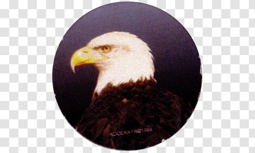 Bald Eagle Beak Transparent PNG