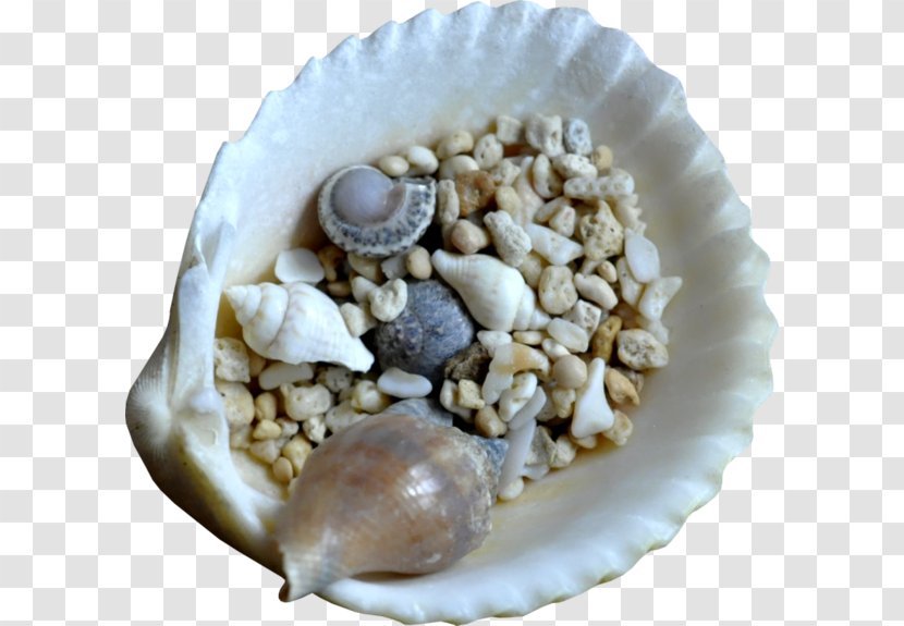 Mussel Oyster Seashell Clip Art - Shells Small Transparent PNG