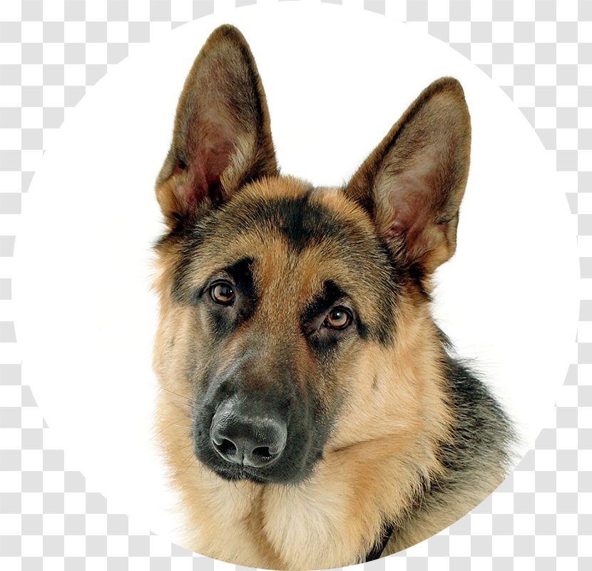 Old German Shepherd Dog Puppy Guard - Cuteness Transparent PNG