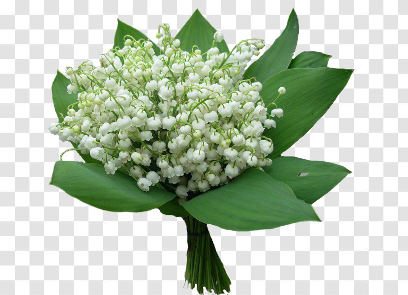 Flower Bouquet Convallarias Lily Of The Valley Image Transparent PNG