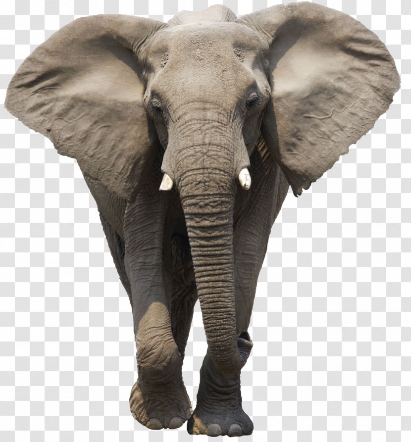 African Bush Elephant Asian Forest - Elephants Transparent PNG