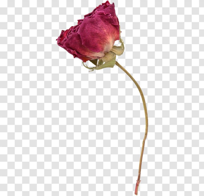 Garden Roses Flower Herbarium - Rose Transparent PNG