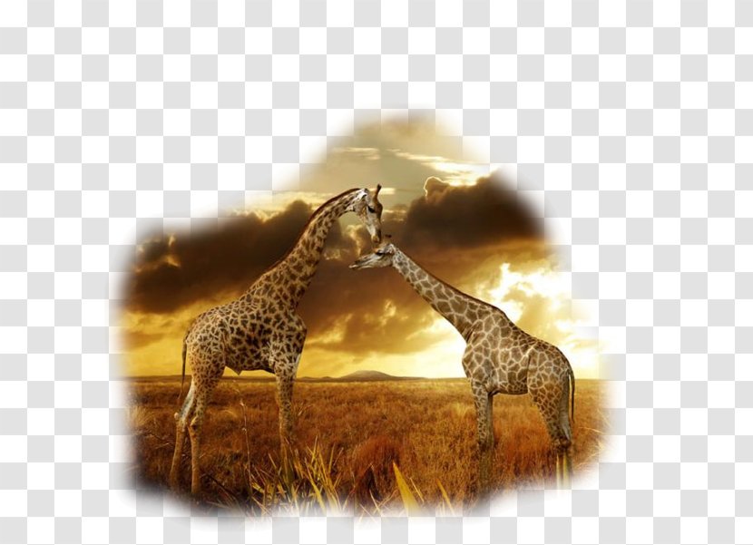 Wildlife Photography The African Savanna Northern Giraffe Camelopardalis Desktop Wallpaper - Fauna - Animal Couple Transparent PNG