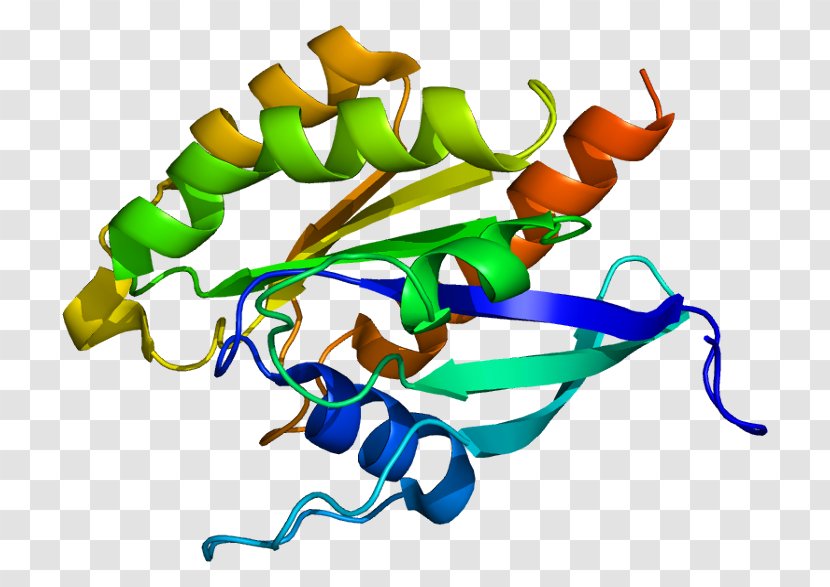RAB3D Protein Ras Subfamily Gene - Rho Family Of Gtpases - Rab Transparent PNG