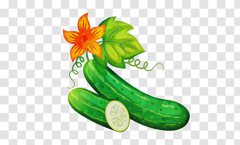 Green Cucumber Cucumis Plant Cucumber, Gourd, And Melon Family Transparent PNG