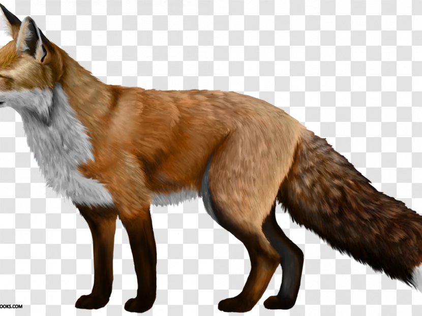 Domesticated Red Fox Silver Arctic Dog - Like Mammal Transparent PNG