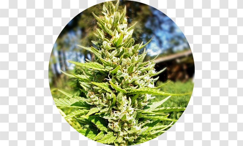 Autoflowering Cannabis Seed Bank Sativa - Head Shop Transparent PNG