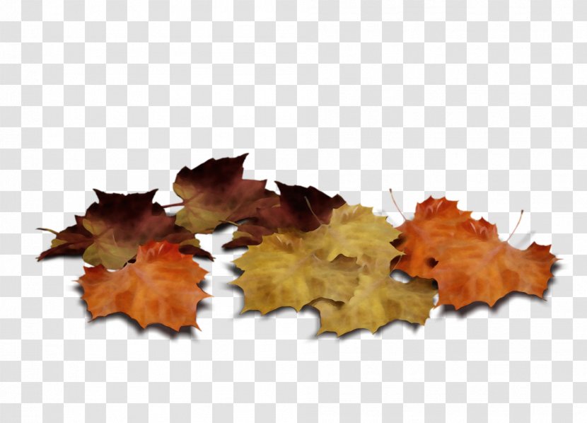 Autumn Leaf Drawing - Color - Deciduous Plant Transparent PNG