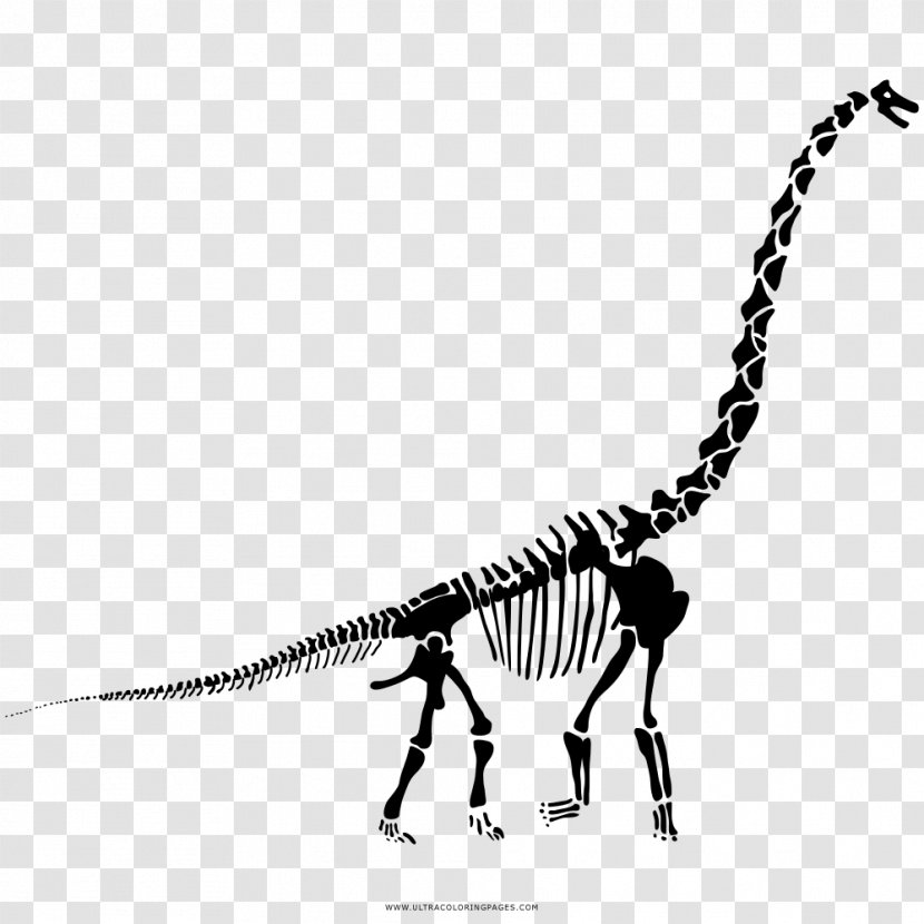 Diplodocus Velociraptor Tyrannosaurus Stegosaurus The Last Of Dinosaurs - Mammal - Dinosaur Transparent PNG