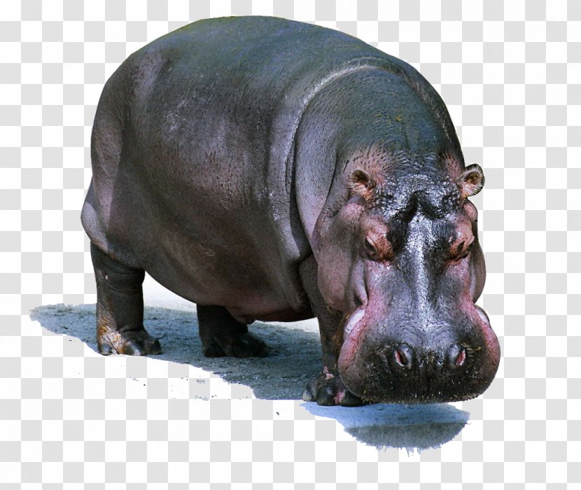 Pygmy Hippopotamus Dog Lion Domestic Pig - Terrestrial Animal - Wild Hippo Transparent PNG