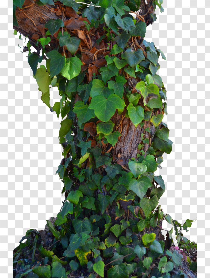 Tree Parthenocissus Tricuspidata Vine - Plant Climbing Tiger Transparent PNG
