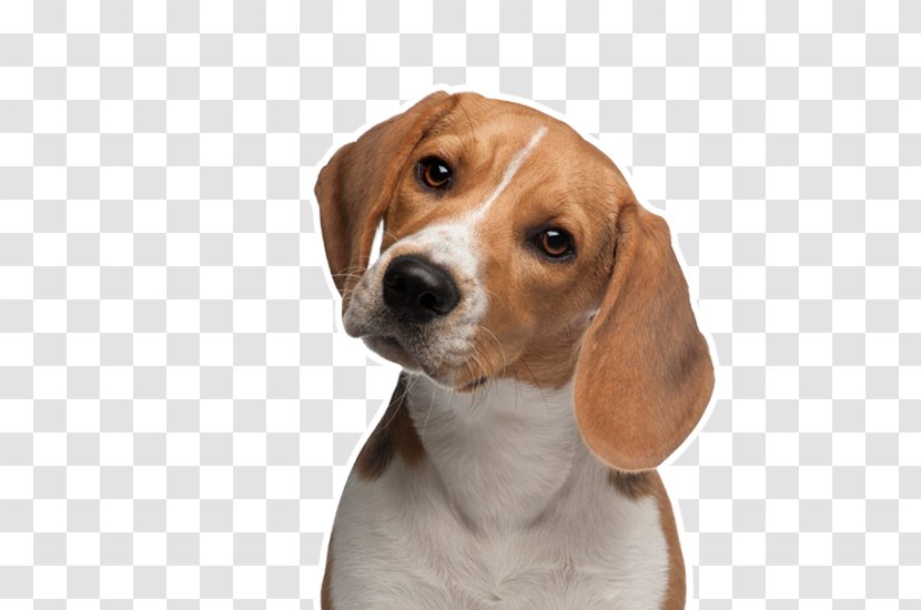 Beagle Chihuahua Puppy Animal Testing - Coonhound - Pets Transparent PNG