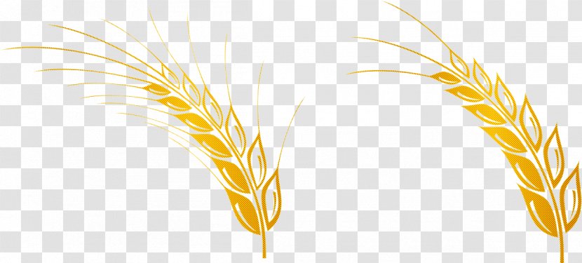 Wheat - Cereal Germ - Reed Food Transparent PNG