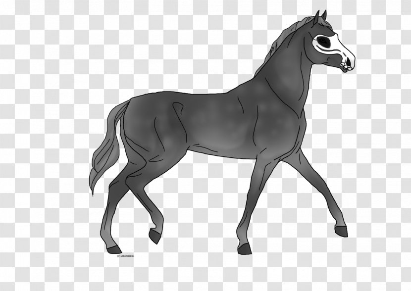 Mane Mustang Foal Stallion Colt - Halter - Shading Pictures Transparent PNG