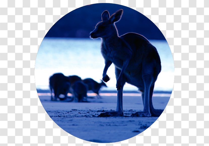 City Of Mackay National Geographic Kangaroo Outback - Geographi Transparent PNG