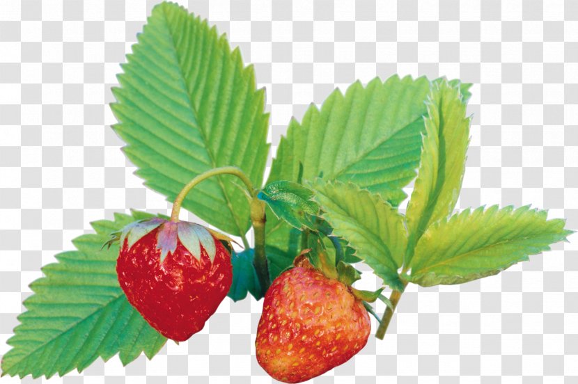 Strawberry Amorodo Auglis Clip Art - Berry Transparent PNG