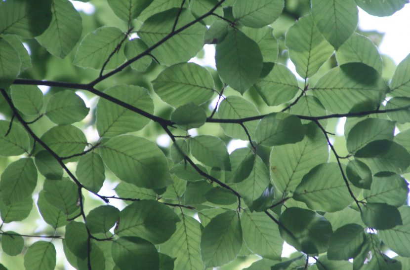 Tree Planting Leaf Arborist Branch - Pruning - Banana Leaves Transparent PNG
