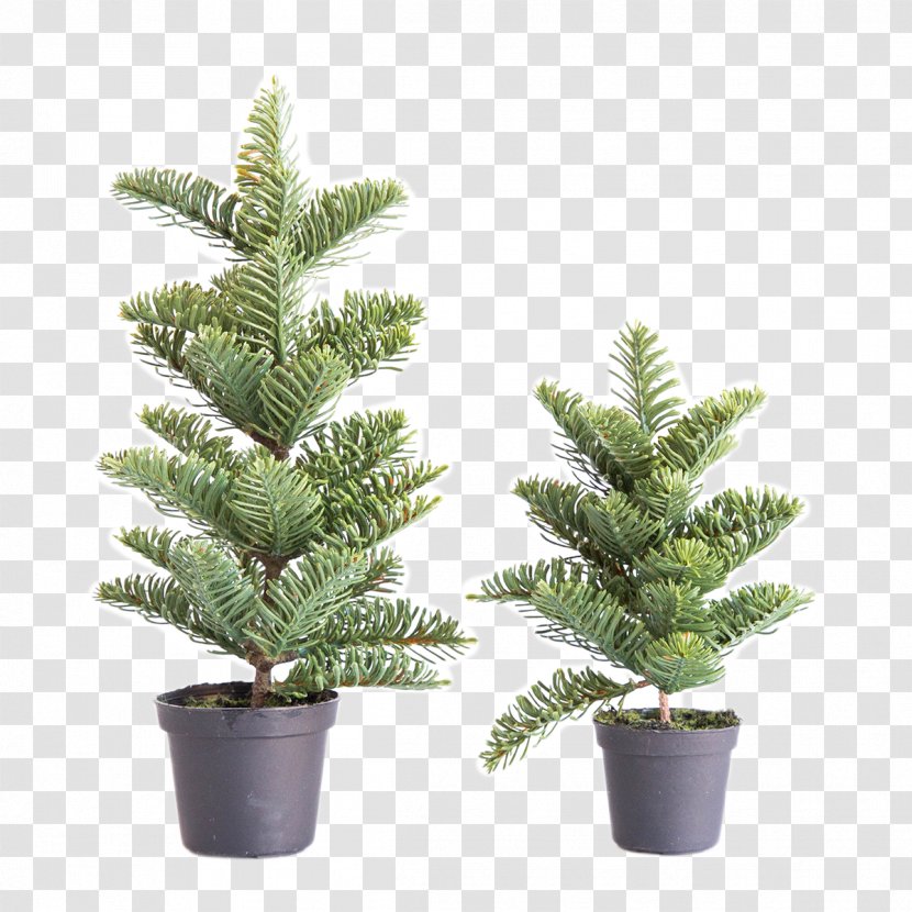Spruce English Yew Fir Pine Evergreen - Christmas Tree Transparent PNG