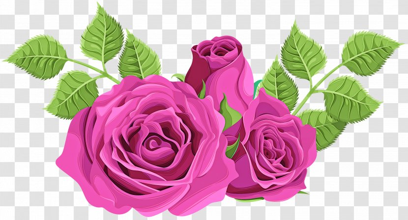 Garden Roses - Purple - Hybrid Tea Rose Family Transparent PNG