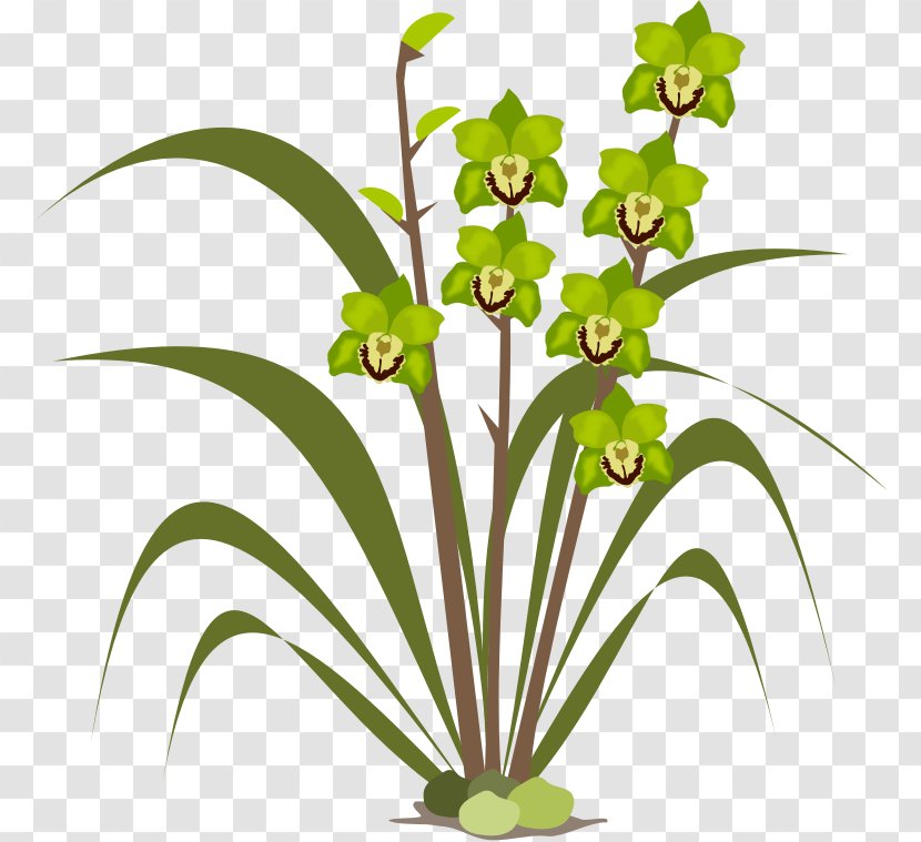 Orchids Pixabay Clip Art - Plant - Cliparts Singapore Transparent PNG