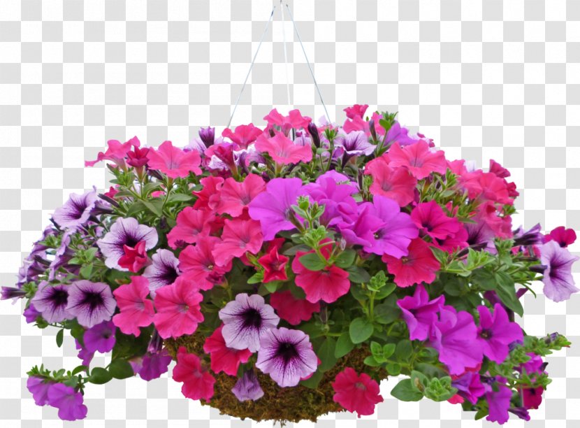 Flower Geraniums Annual Plant Floral Design - Hanging Transparent PNG