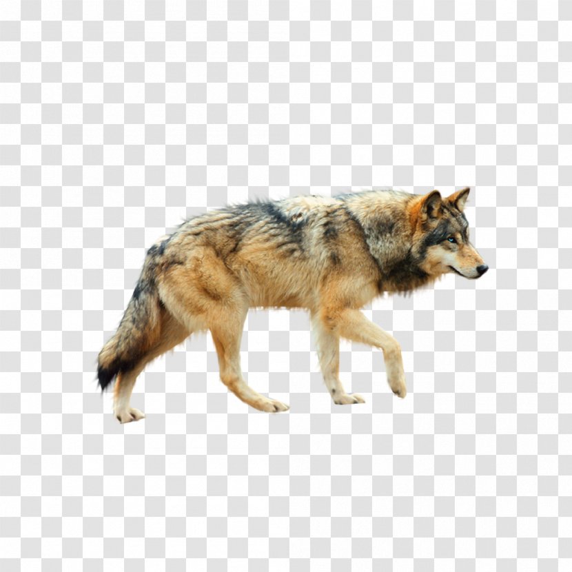 Dog Arctic Wolf Coyote Clip Art Transparent PNG
