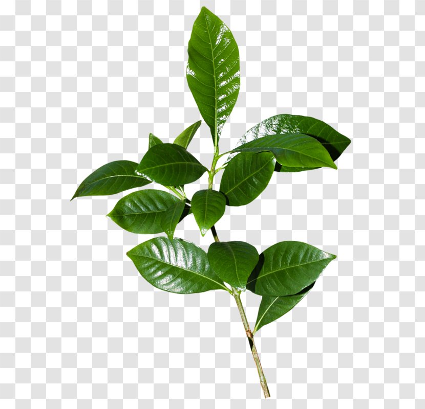 Herbaceous Plant Parsley Leaf - Watercolor Transparent PNG