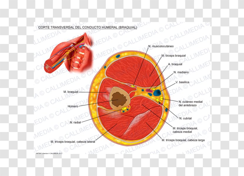 Brachial Artery Brachialis Muscle Triceps Brachii Forearm - Cartoon - Arm Transparent PNG