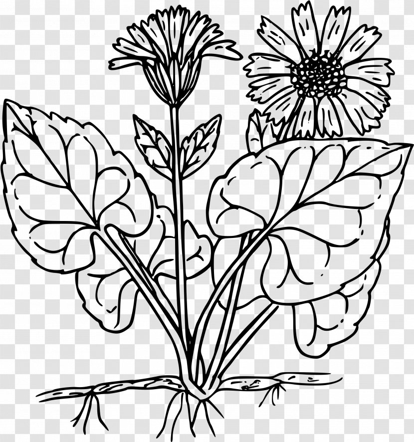Clip Art - Black And White - Arnica Transparent PNG