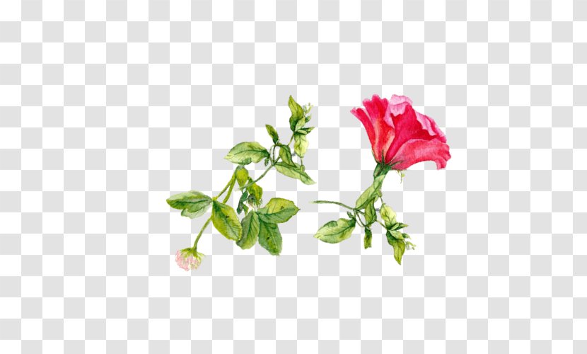Garden Roses Cabbage Rose Herbaceous Plant Bird Annual - Die Lilienreihe 2 Nacht Der Lilie Transparent PNG