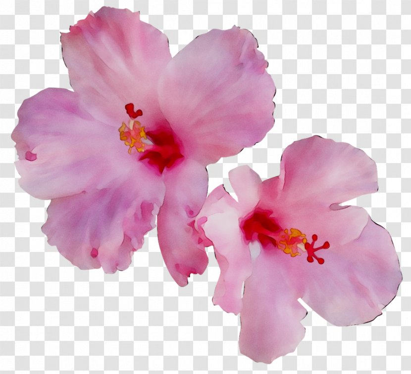 Rosemallows ST.AU.150 MIN.V.UNC.NR AD Cherry Blossom Herbaceous Plant - Iphone Xr Transparent PNG