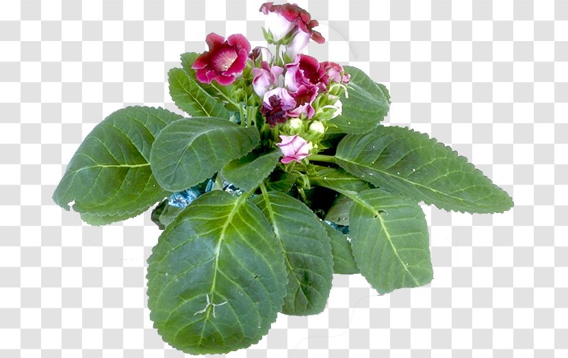 Herbaceous Plant Annual Flowering - Herb Transparent PNG