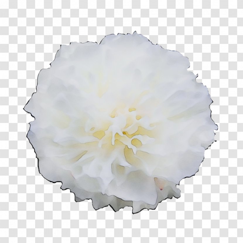 Peony Cut Flowers - White - Petal Transparent PNG