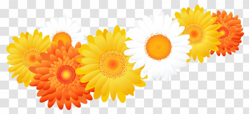 Common Sunflower Seed Oil - Flower - Gerbera Transparent PNG