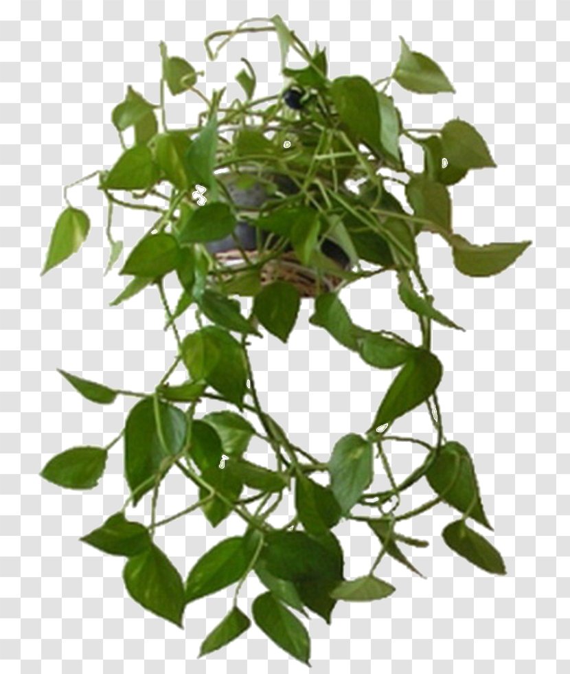Light Houseplant Devil's Ivy Howea Forsteriana - Chinese Evergreens Transparent PNG