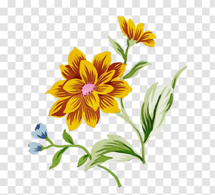 Watercolor Floral Background - Plant - Wildflower Daisy Family Transparent PNG