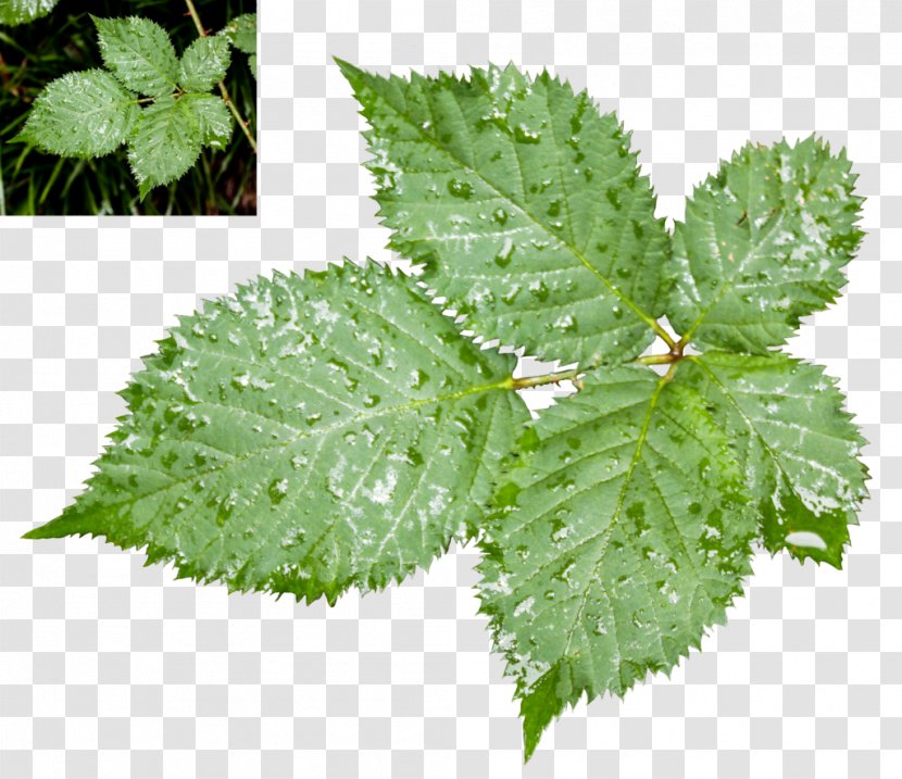 Leaf Stock Photography Clip Art - Nettles Transparent PNG